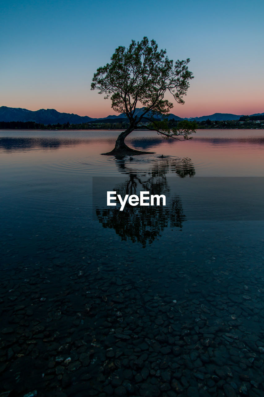 Tree by sea against sky during sunset