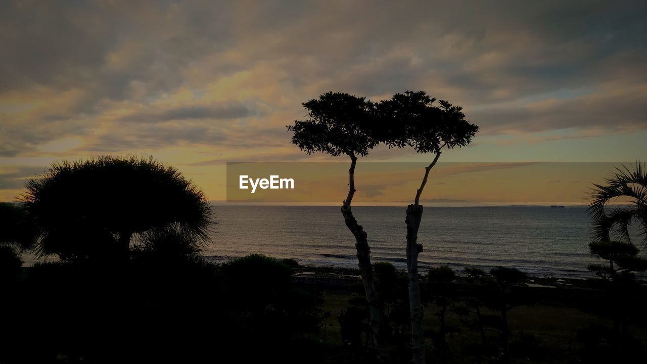 SILHOUETTE TREES AGAINST SKY DURING SUNSET