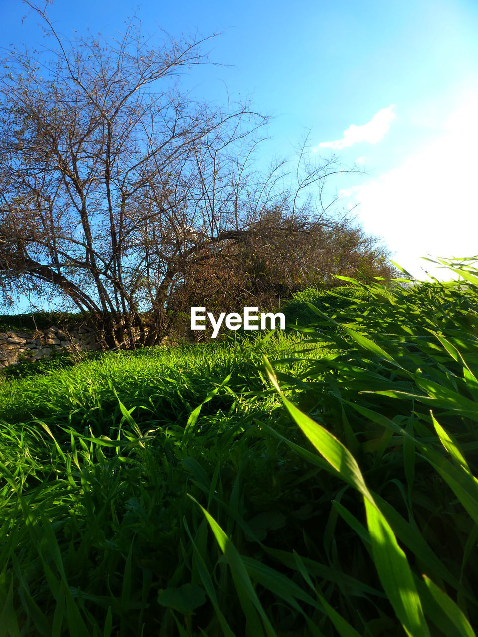 LOW ANGLE VIEW OF FRESH GREEN PLANTS ON FIELD