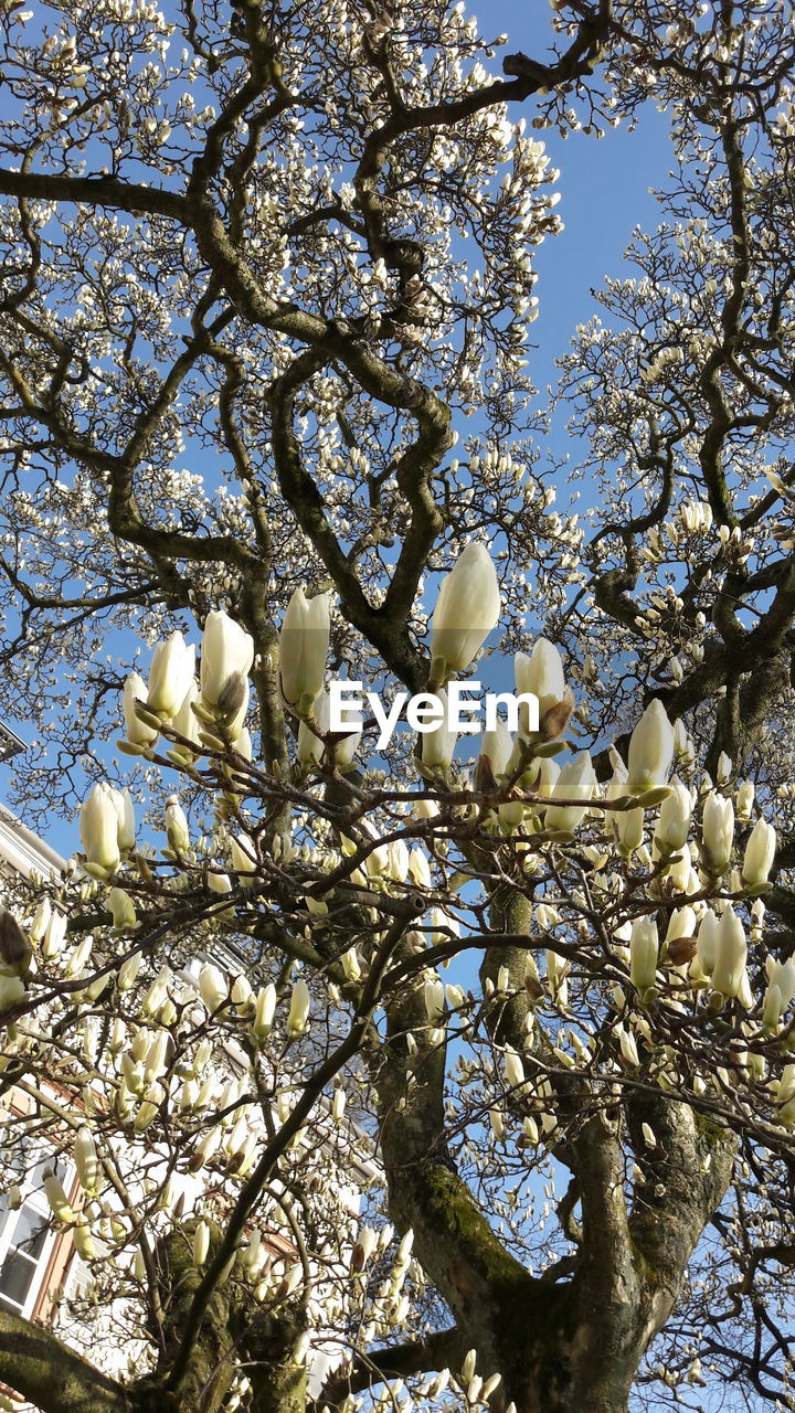 LOW ANGLE VIEW OF MAGNOLIA AGAINST SKY