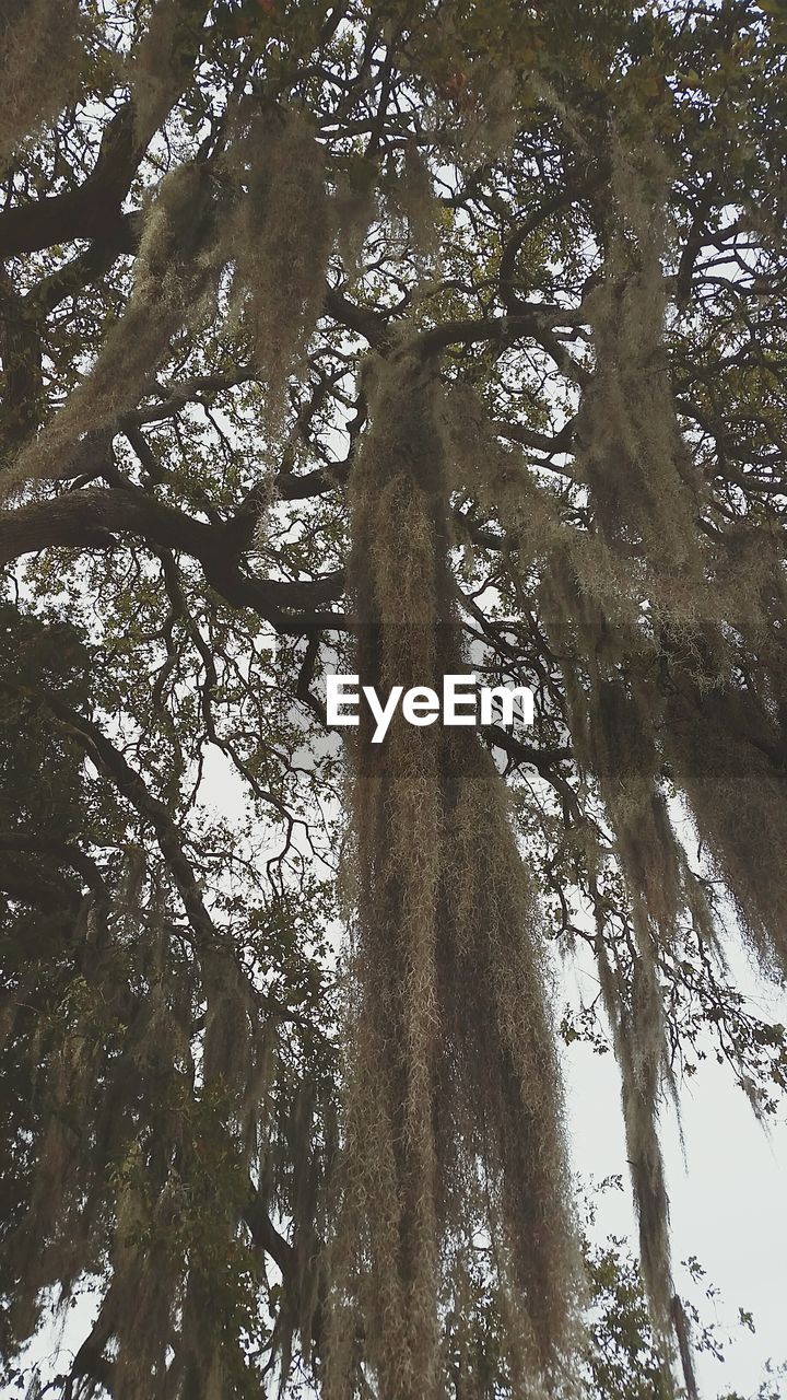 CLOSE-UP OF TREE AGAINST SKY