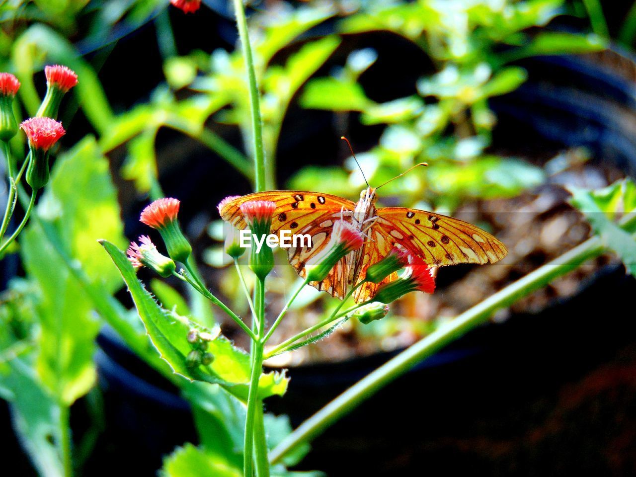 BUTTERFLY POLLINATING ON PLANT