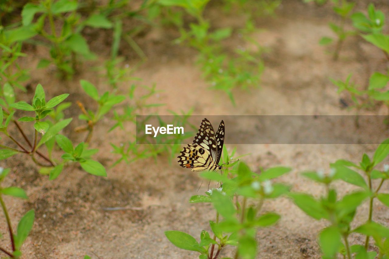 BUTTERFLY ON PLANT