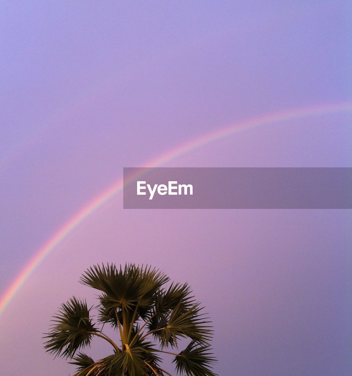 Low angle view of palm tree and rainbow against sky during sunset