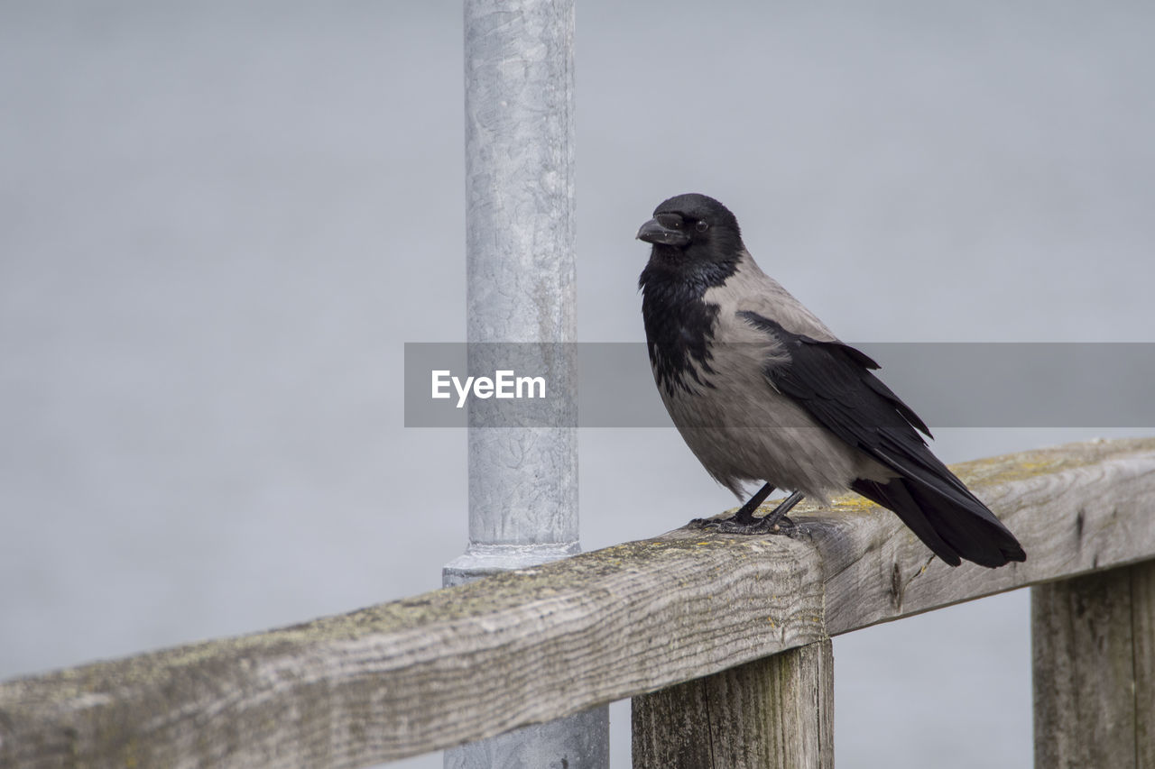 BIRD PERCHING ON WOODEN POST AGAINST SKY