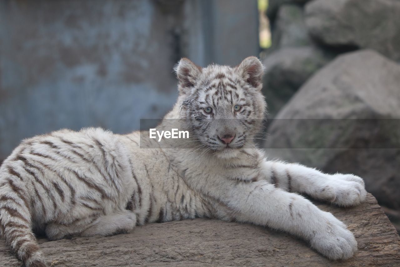 CAT LYING ON ROCK