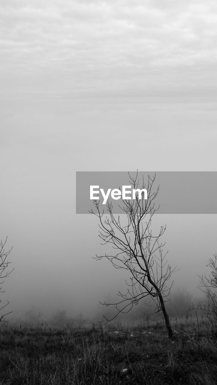 Bare tree on landscape against sky