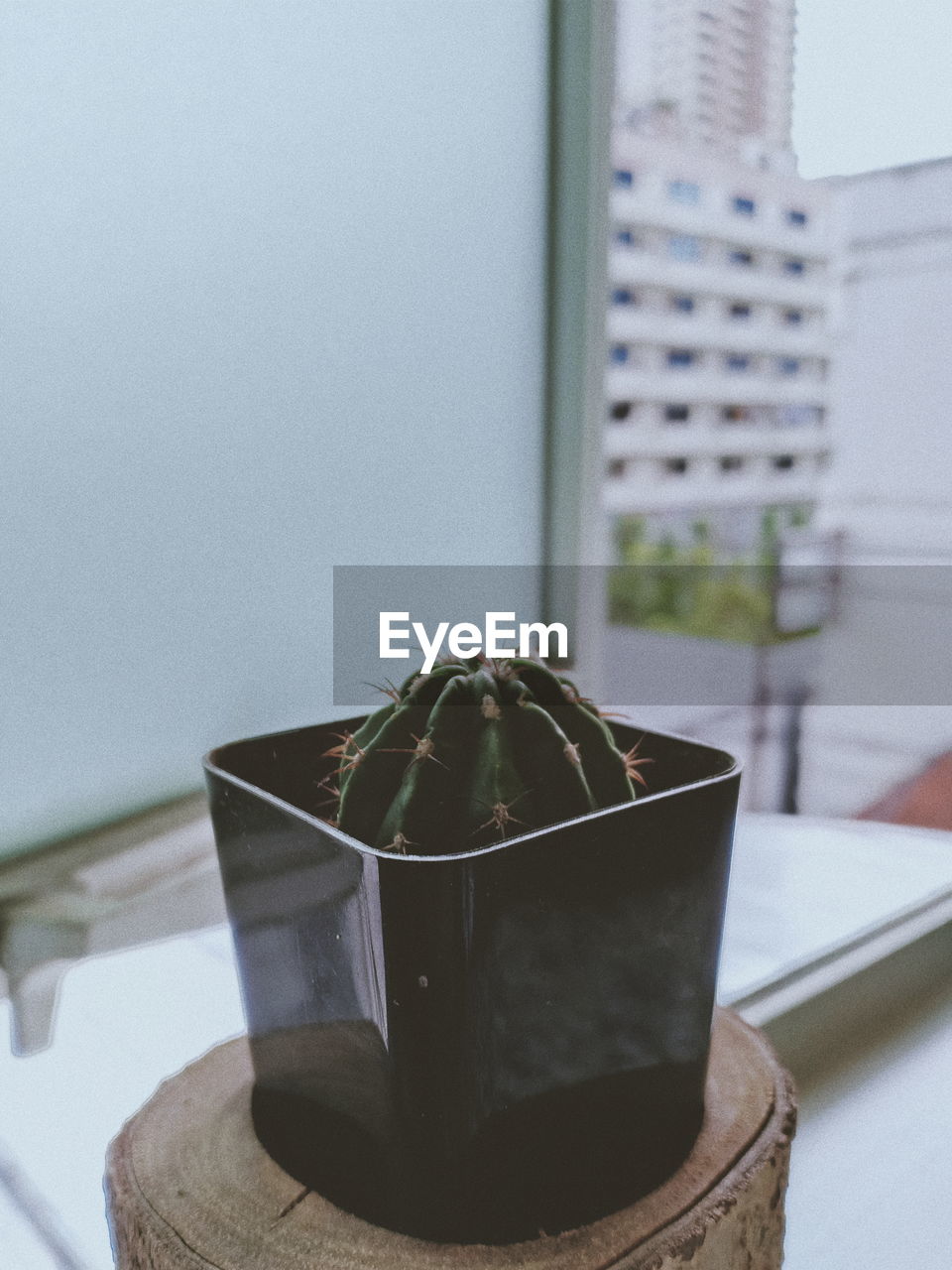 CLOSE-UP OF POTTED PLANTS ON WINDOW SILL