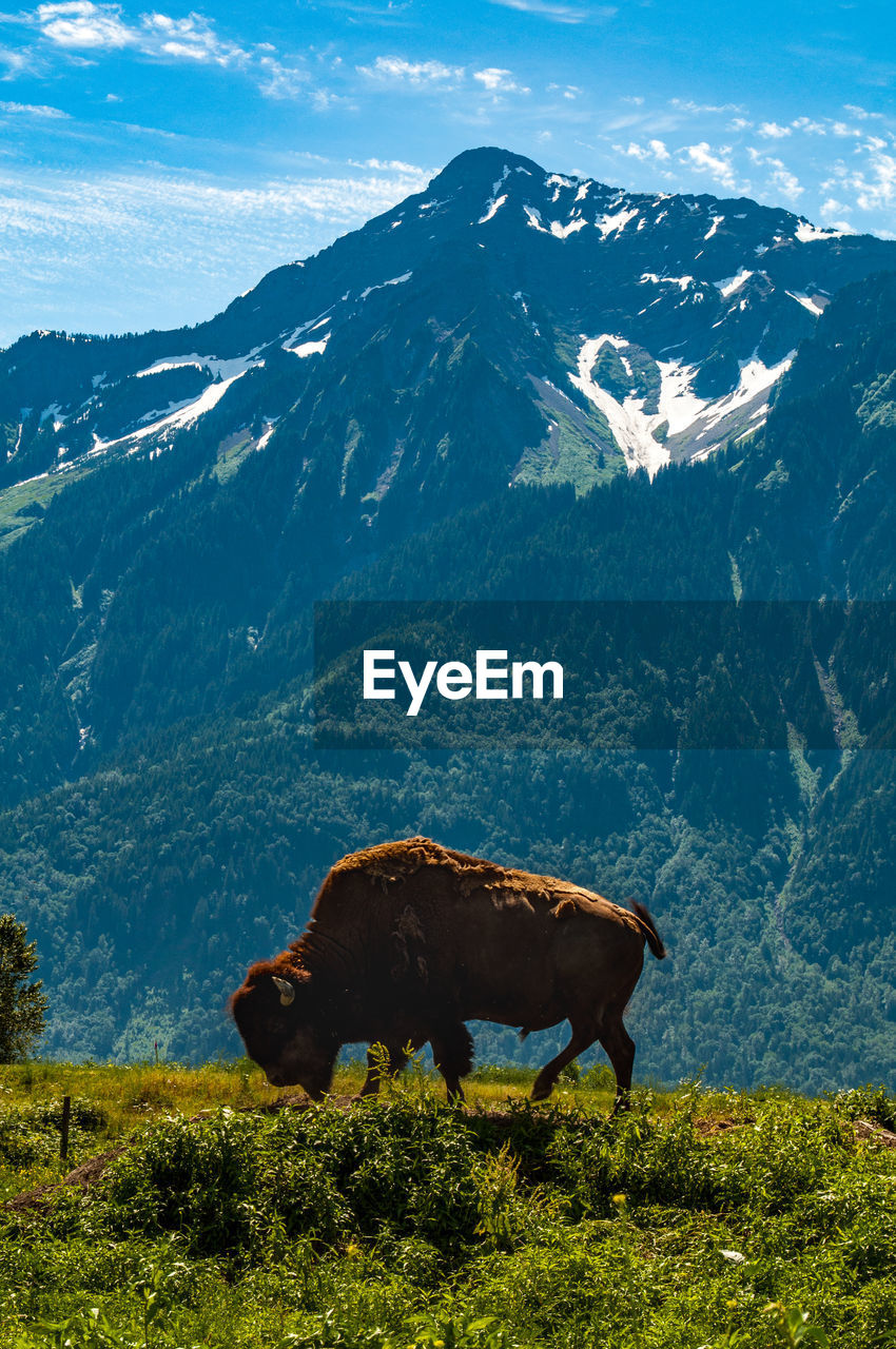 American bison grazing on mountain against sky