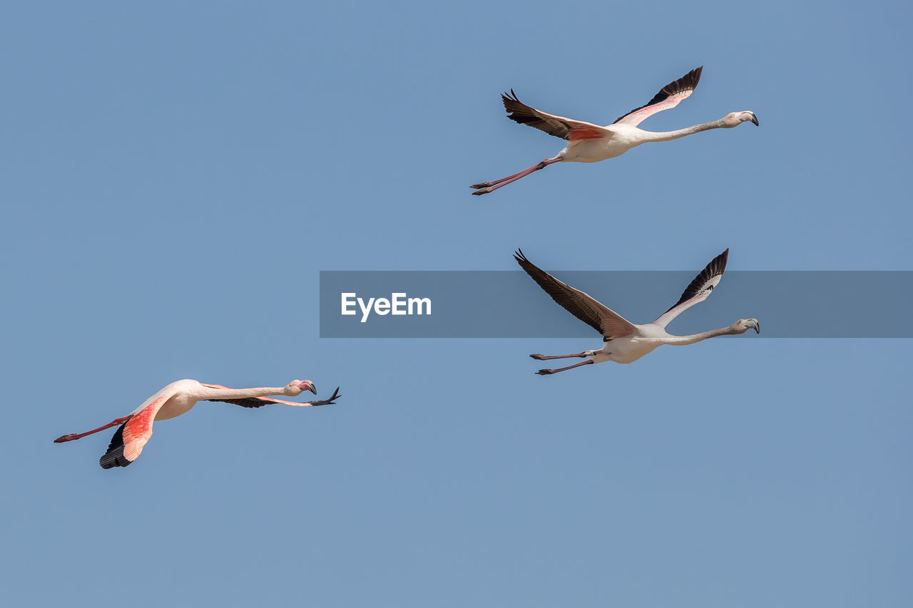 LOW ANGLE VIEW OF SEAGULL FLYING