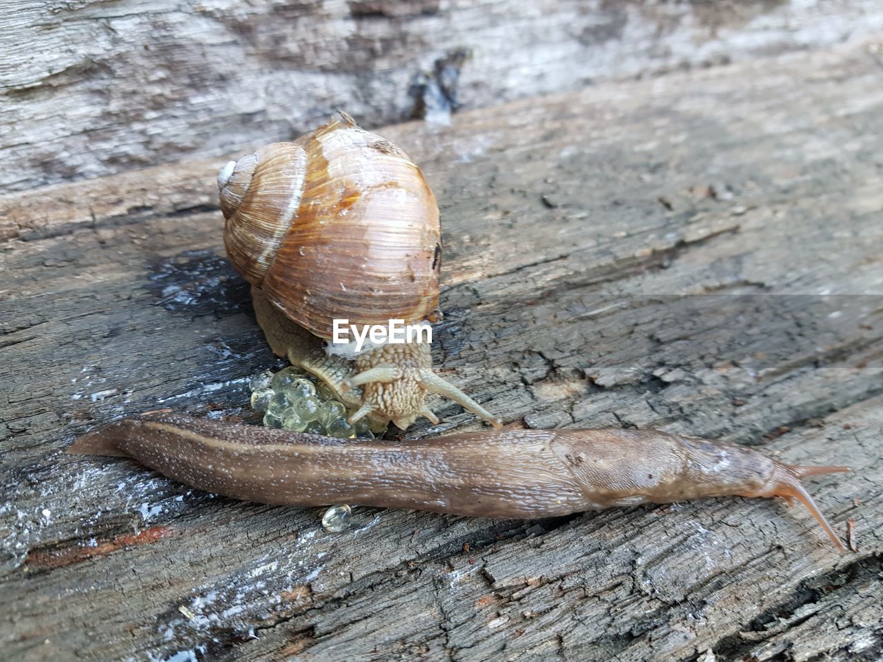 CLOSE-UP OF SNAILS ON WOOD