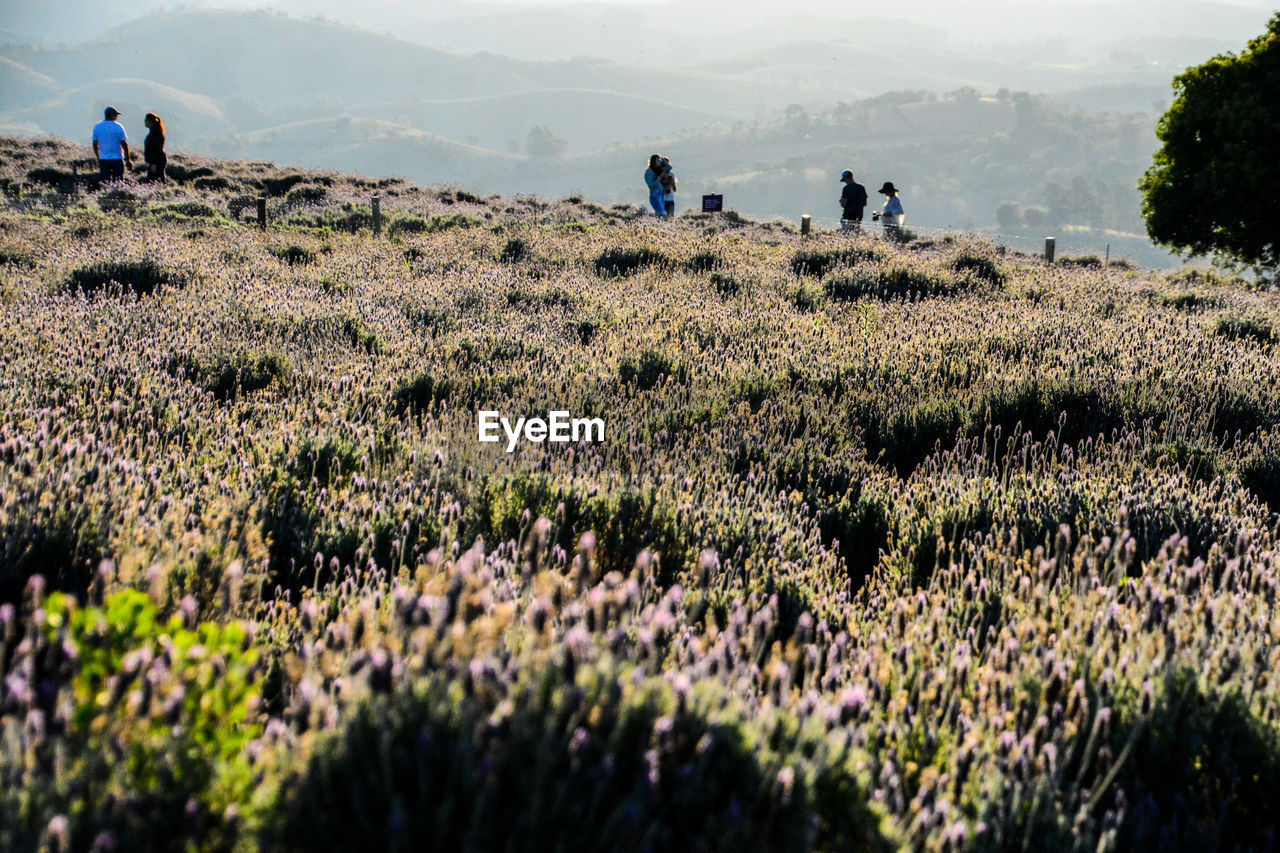 PEOPLE WALKING ON FIELD AGAINST MOUNTAIN