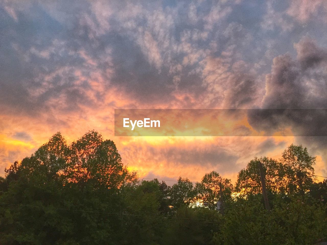 View of forest at sunset