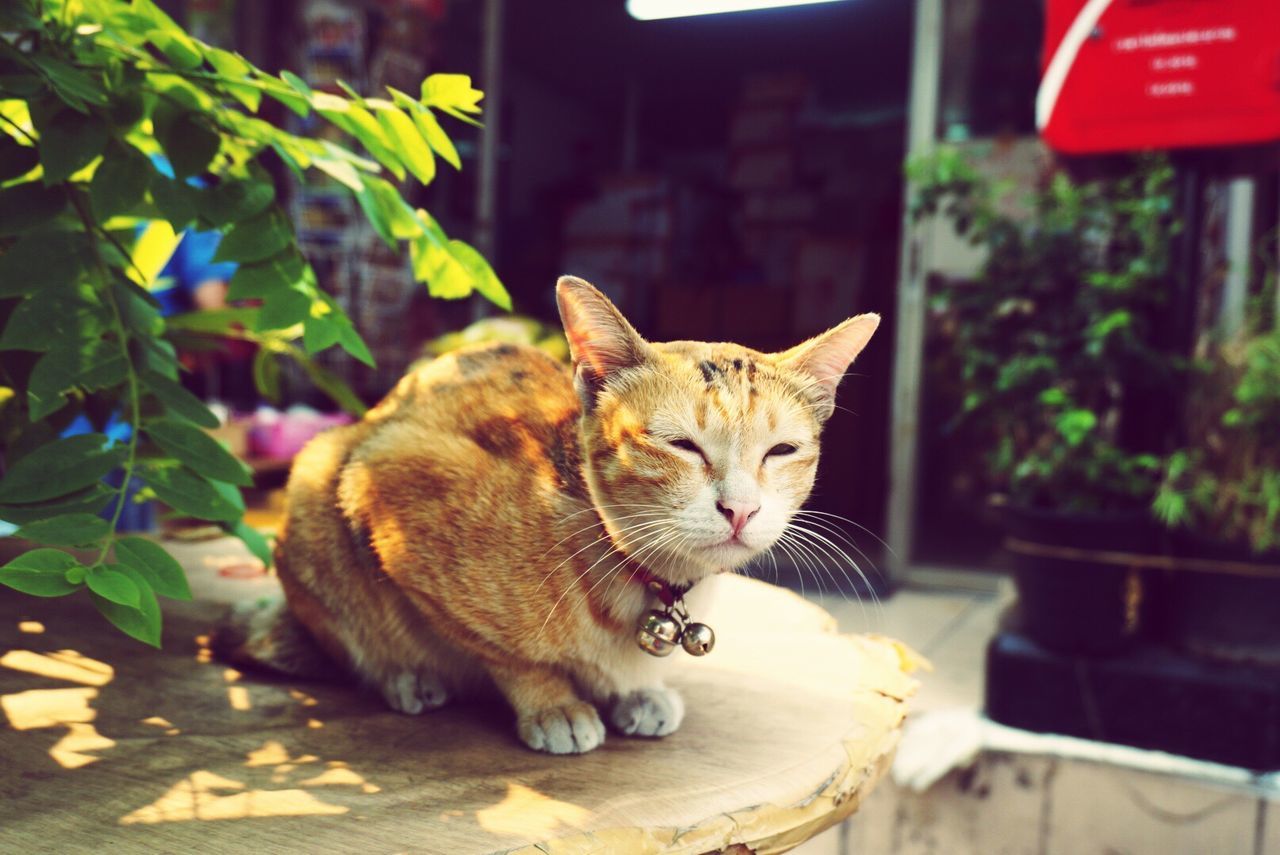 CAT RELAXING ON BED