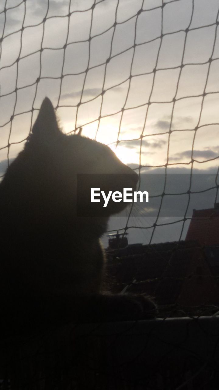 CLOSE-UP OF DOG SITTING AGAINST SKY SEEN THROUGH GLASS