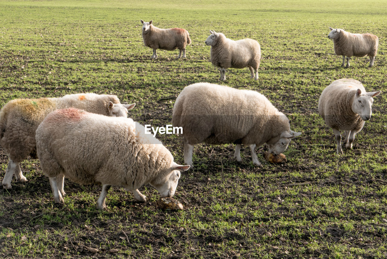 mammal, livestock, domestic animals, animal, animal themes, sheep, group of animals, pasture, agriculture, pet, field, grass, plant, land, flock of sheep, grazing, nature, herd, no people, landscape, large group of animals, green, rural scene, plain, farm, grassland, day, lamb, environment, rural area, wool, outdoors, growth, textile, herding