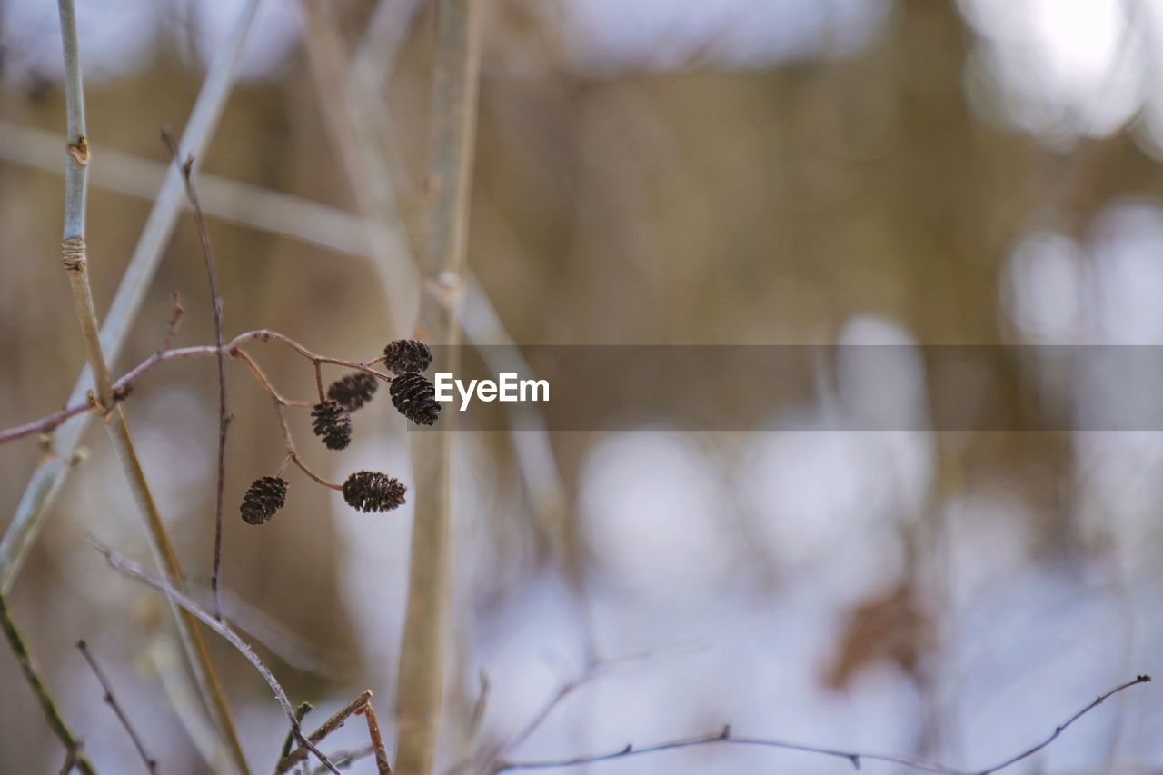 Autumn Beautiful Beautiful Nature Branches Hanging Nature Pine Cones Tree Twigs Wonderful Change Forest Forest Photography Forestwalk Lovely Outdoors Pine Cone Season  Selective Focus Spring Twig Twigs And Branches