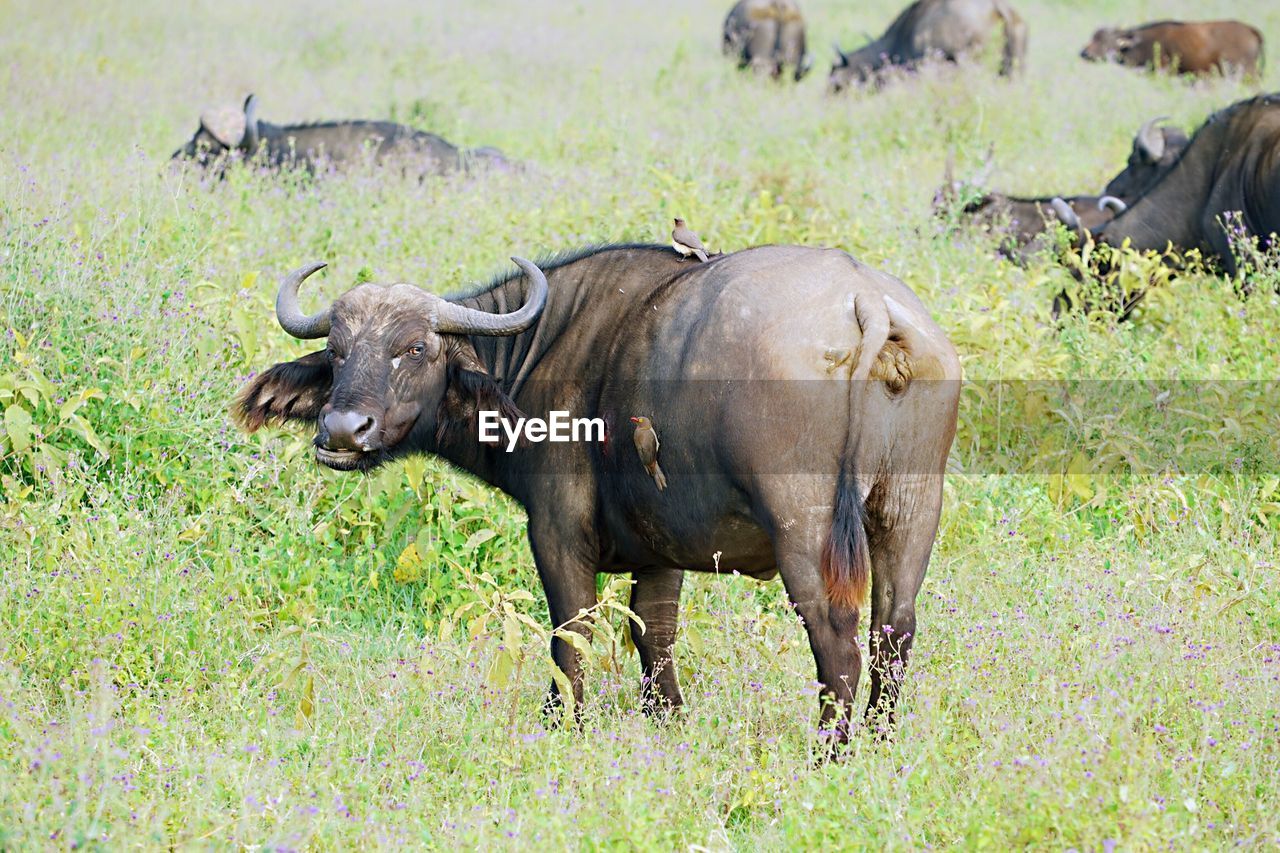 Rear view of buffalo standing on grassy field