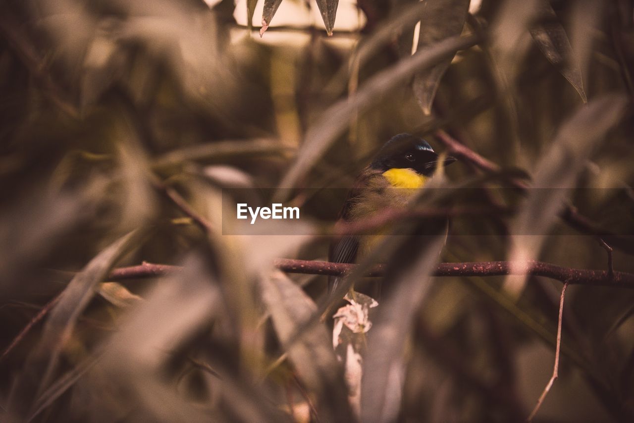 VIEW OF BIRD PERCHING ON BRANCH