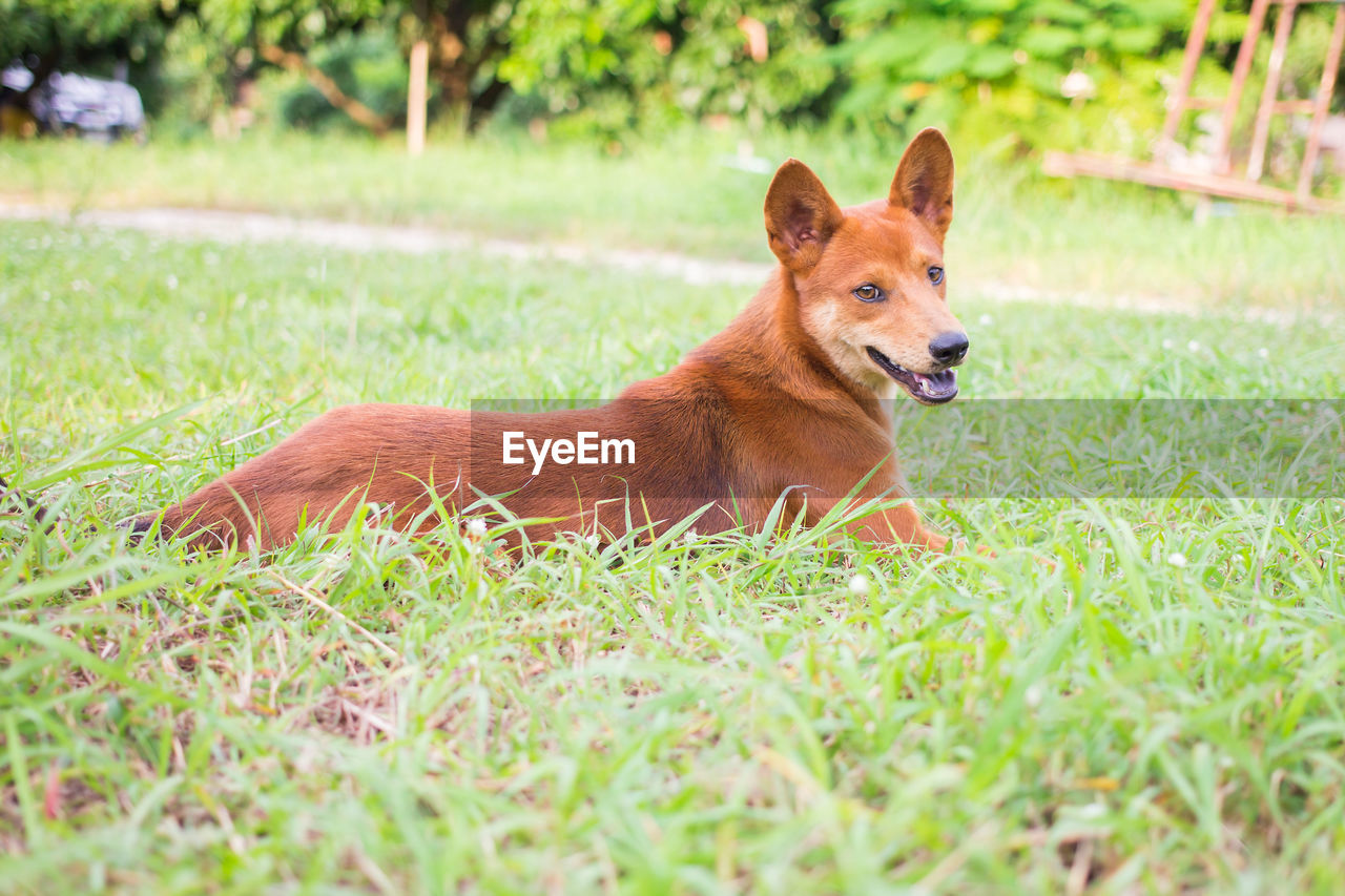 PORTRAIT OF DOG ON GRASS