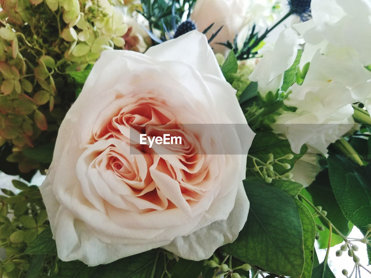 CLOSE-UP OF ROSE FLOWER