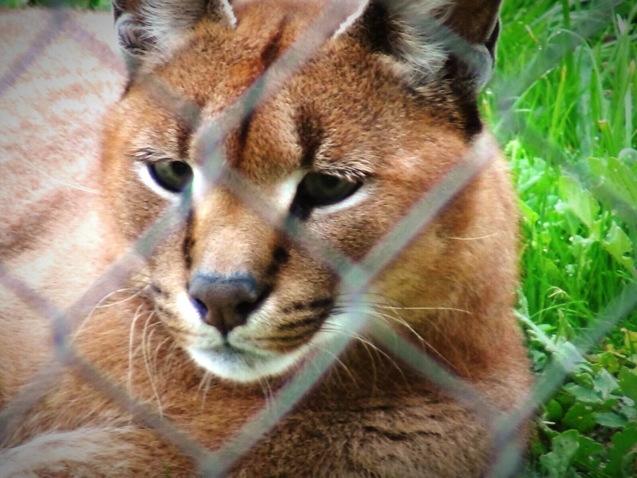 PORTRAIT OF CAT