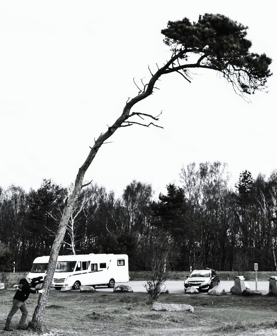 VIEW OF BARE TREE AGAINST SKY