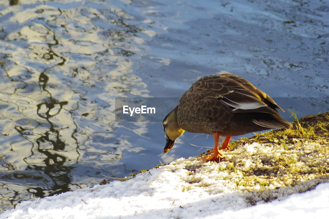 Mallard duck drinking water while perching at lakeshore during winter