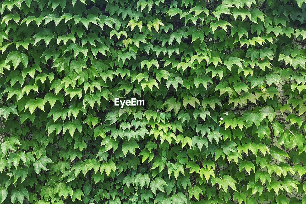 Full frame shot of ivy growing on wall