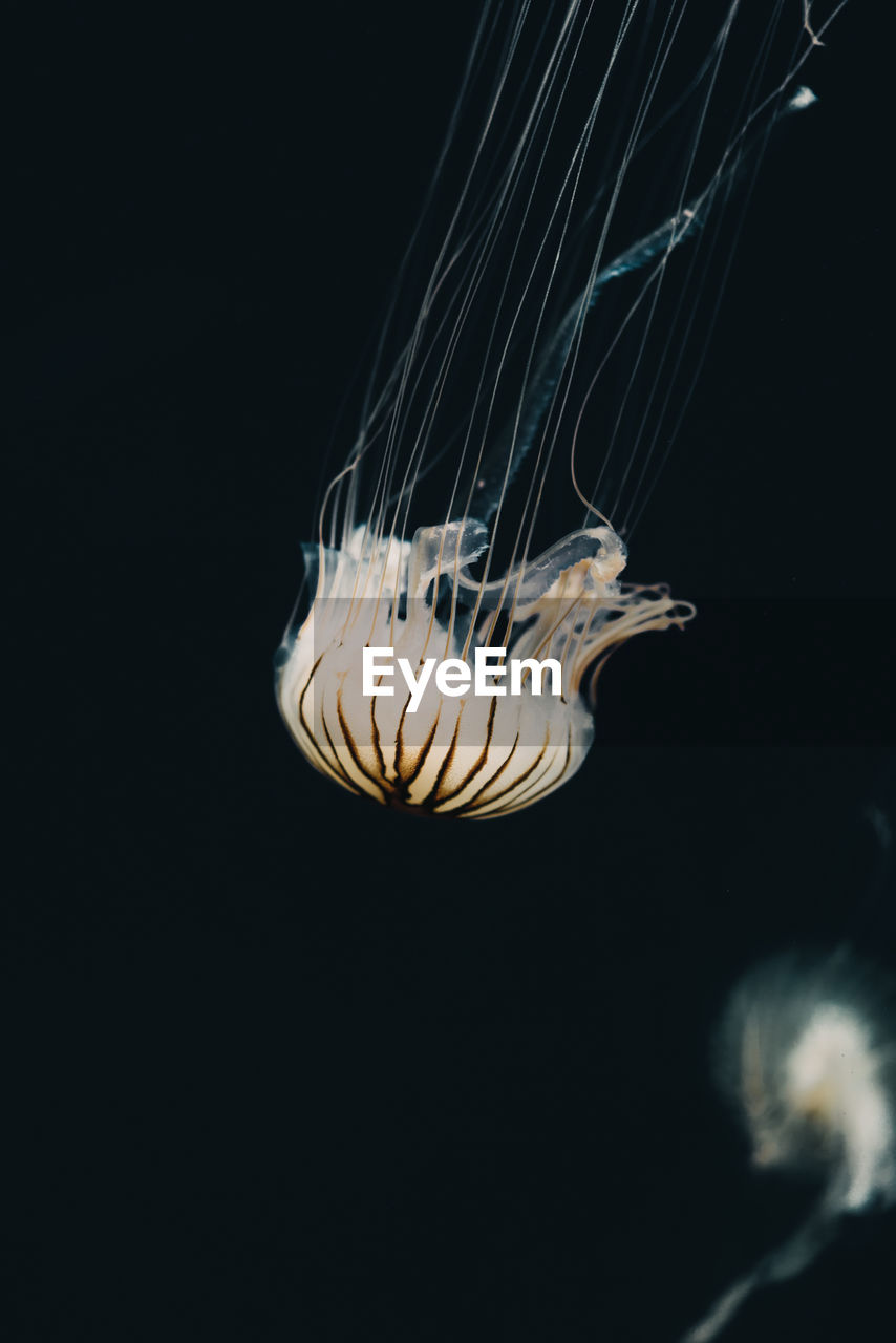 CLOSE-UP OF JELLYFISH SWIMMING IN WATER