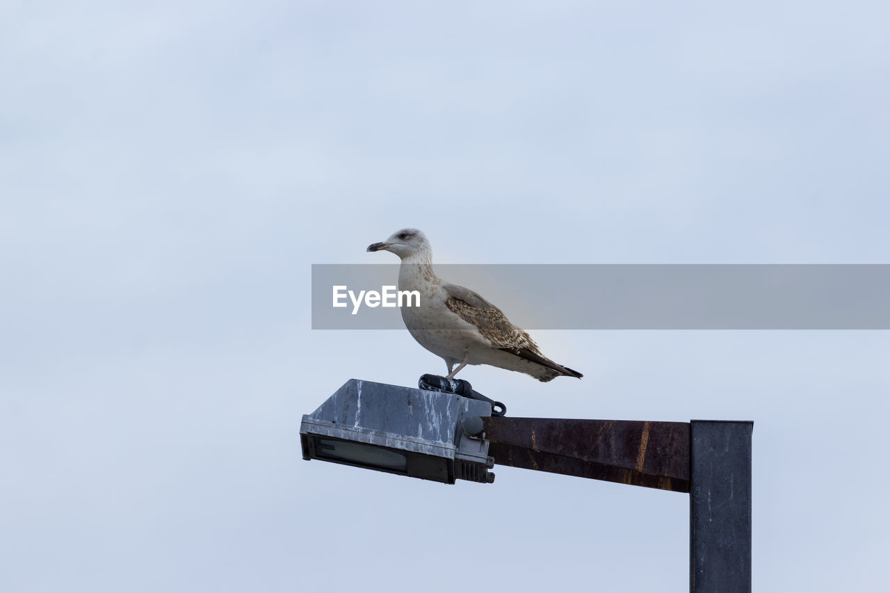 LOW ANGLE VIEW OF SEAGULL PERCHING ON POLE AGAINST SKY