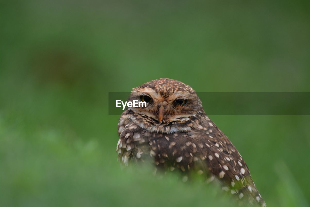 Portrait of owl