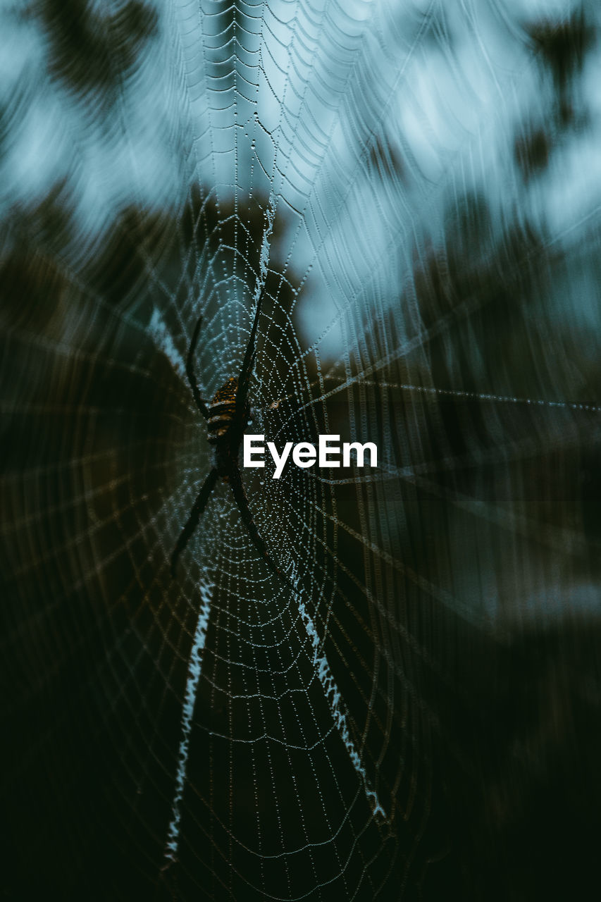 CLOSE-UP OF SPIDER WEB ON A BLURRED BACKGROUND