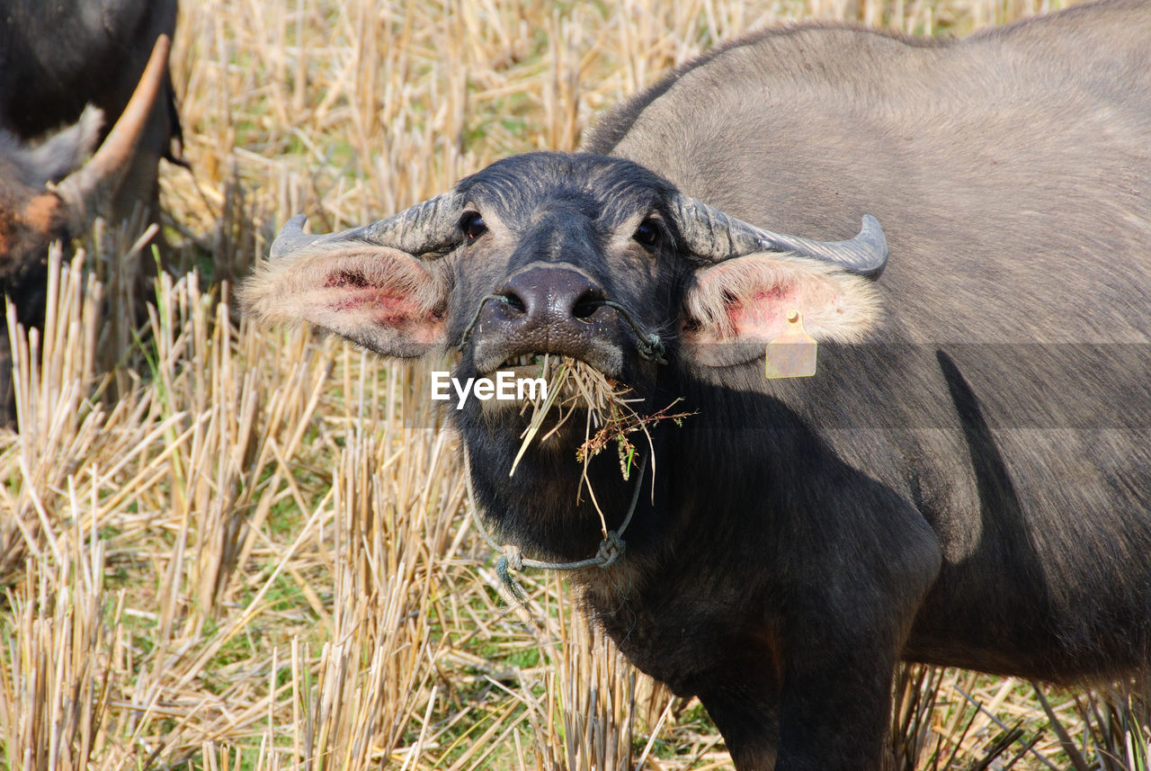 Portrait of water buffalo