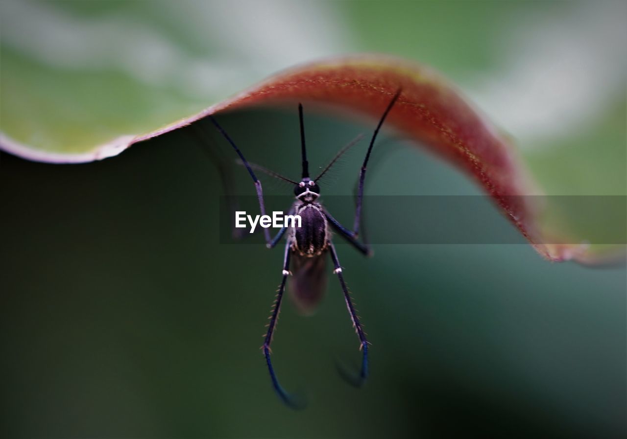 Close-up of insect under leaf