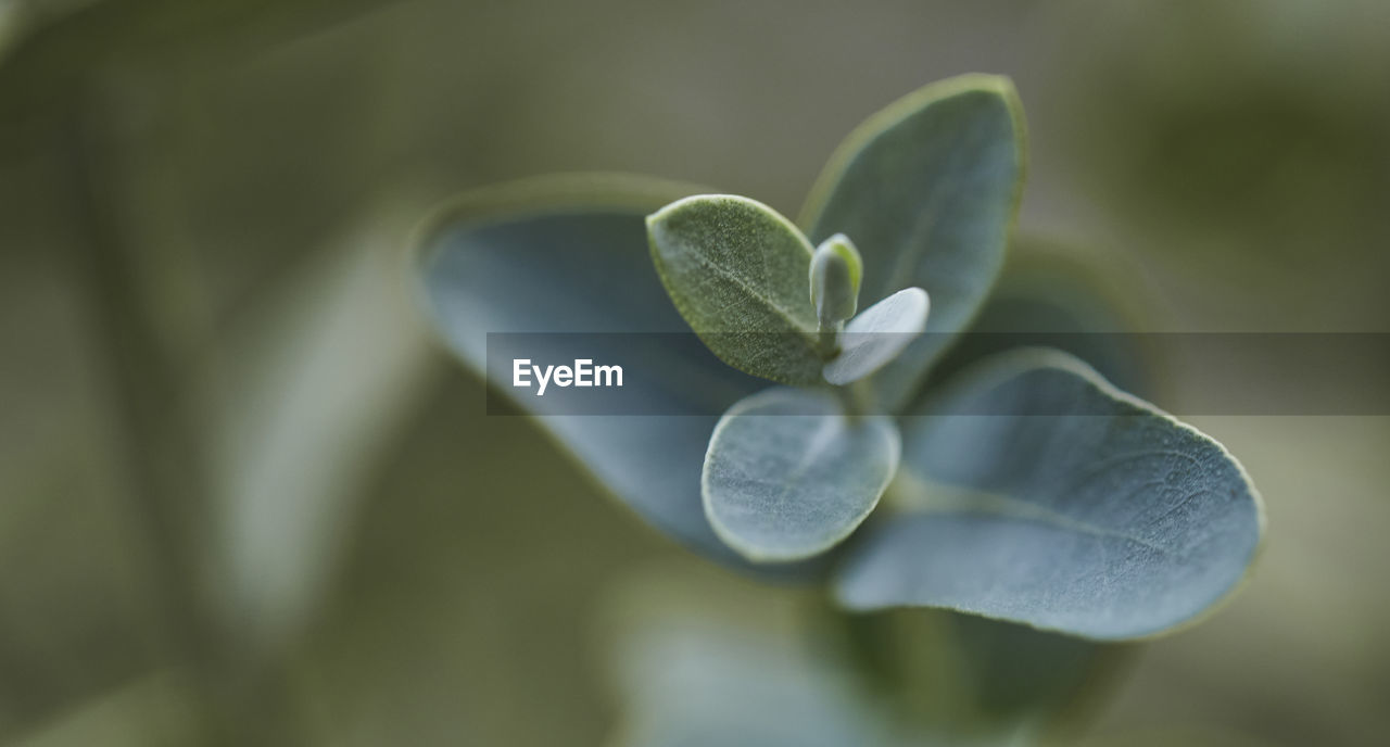 plant, flower, green, beauty in nature, macro photography, close-up, petal, nature, flowering plant, growth, freshness, leaf, no people, fragility, plant part, focus on foreground, blossom, selective focus, outdoors, day, botany, plant stem, inflorescence, wildflower, extreme close-up, flower head