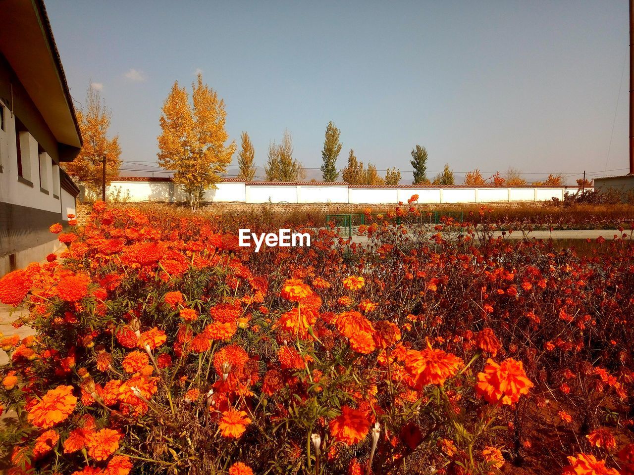 FLOWERS GROWING IN PARK