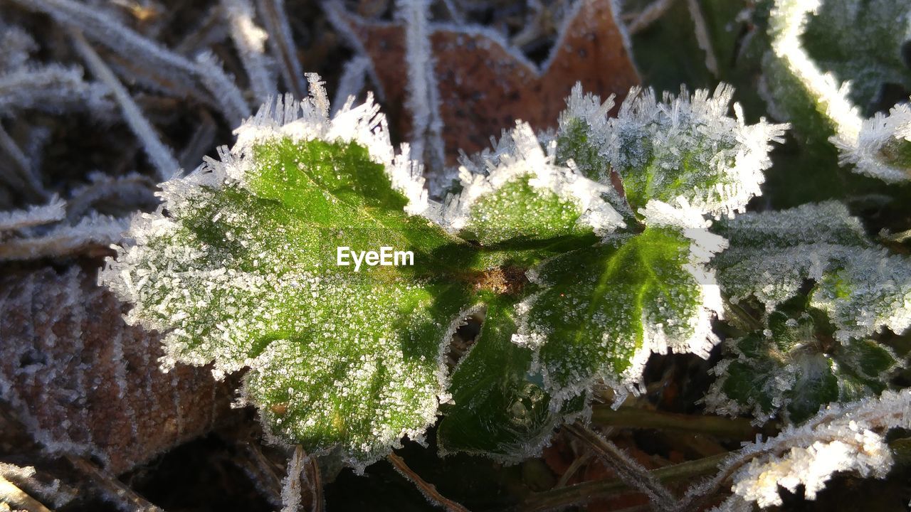 Close-up of frozen plants during winter