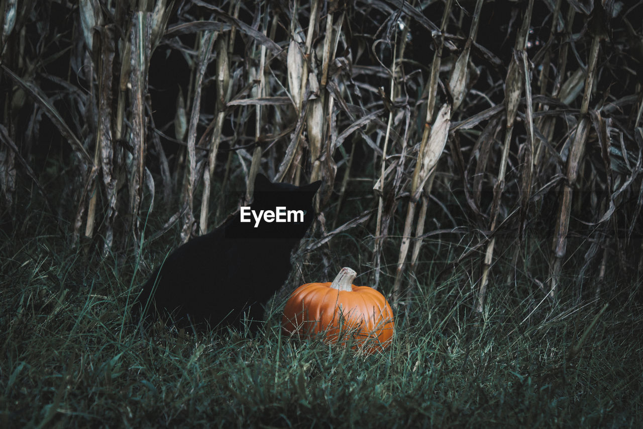 View of cat and pumpkin on field