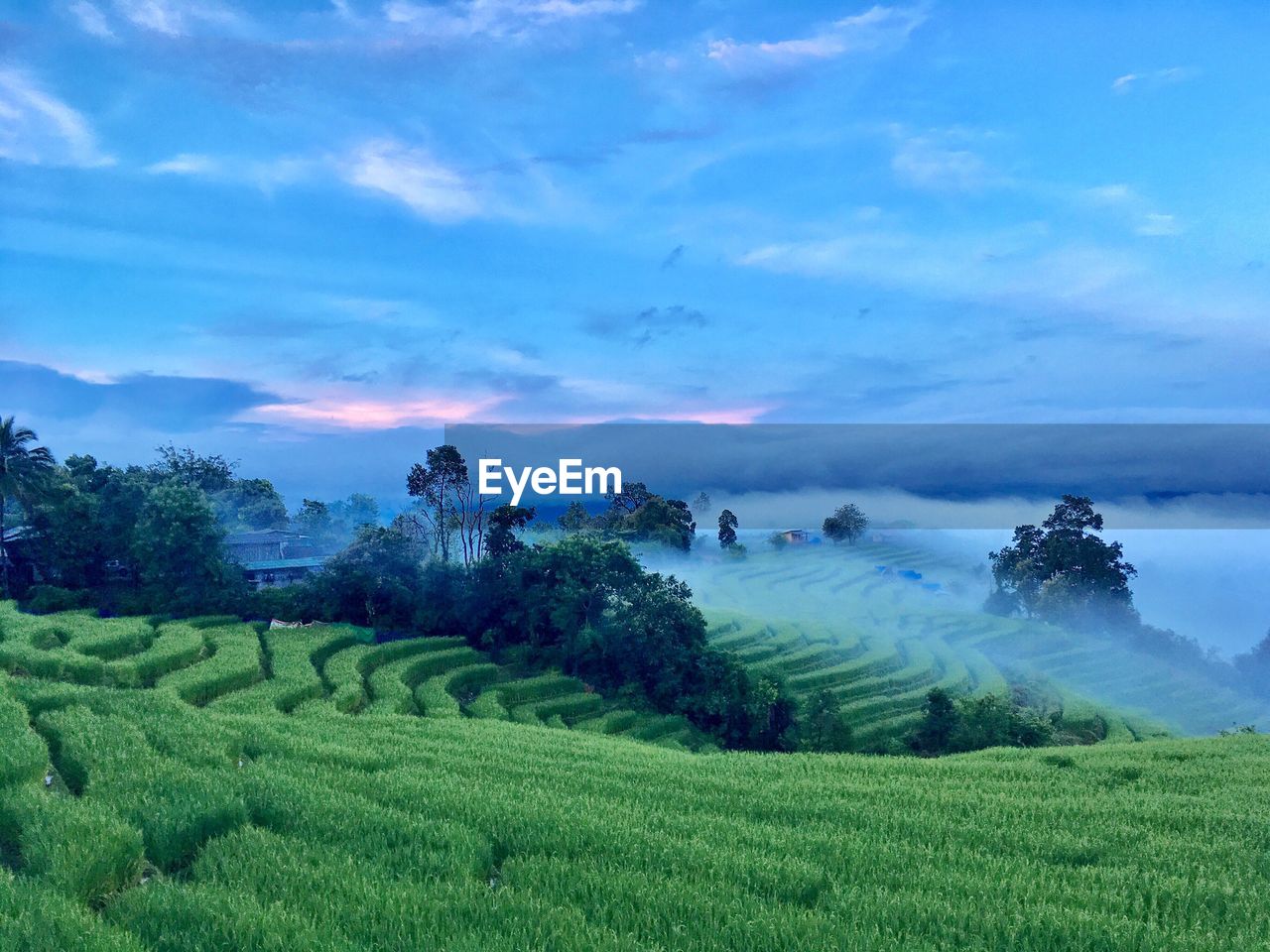 Scenic view of agricultural field against sky