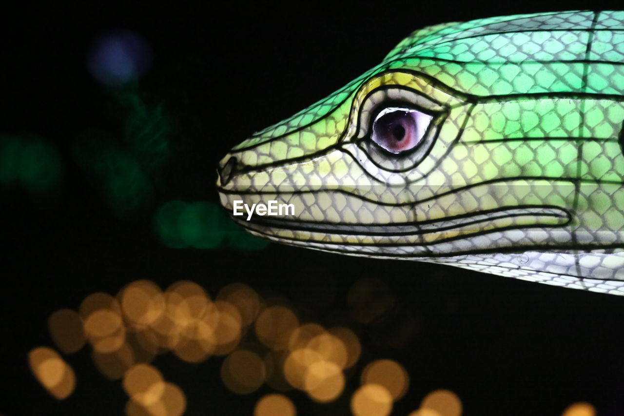 one animal, animal themes, animal, close-up, animal wildlife, macro photography, reptile, green, animal body part, lizard, no people, animal head, wildlife, night, black background, nature, side view, focus on foreground, eye