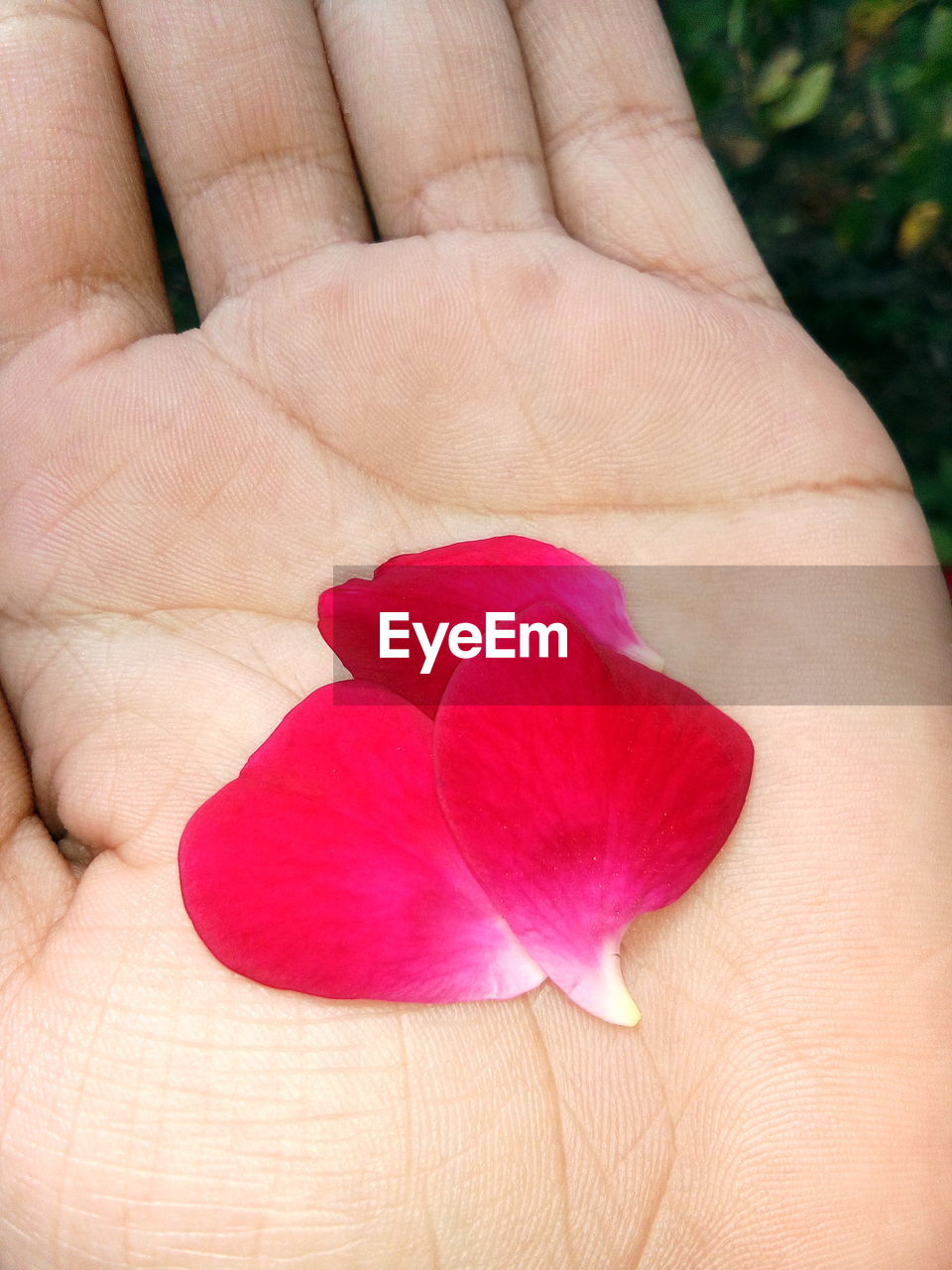 CLOSE UP OF PINK FLOWER