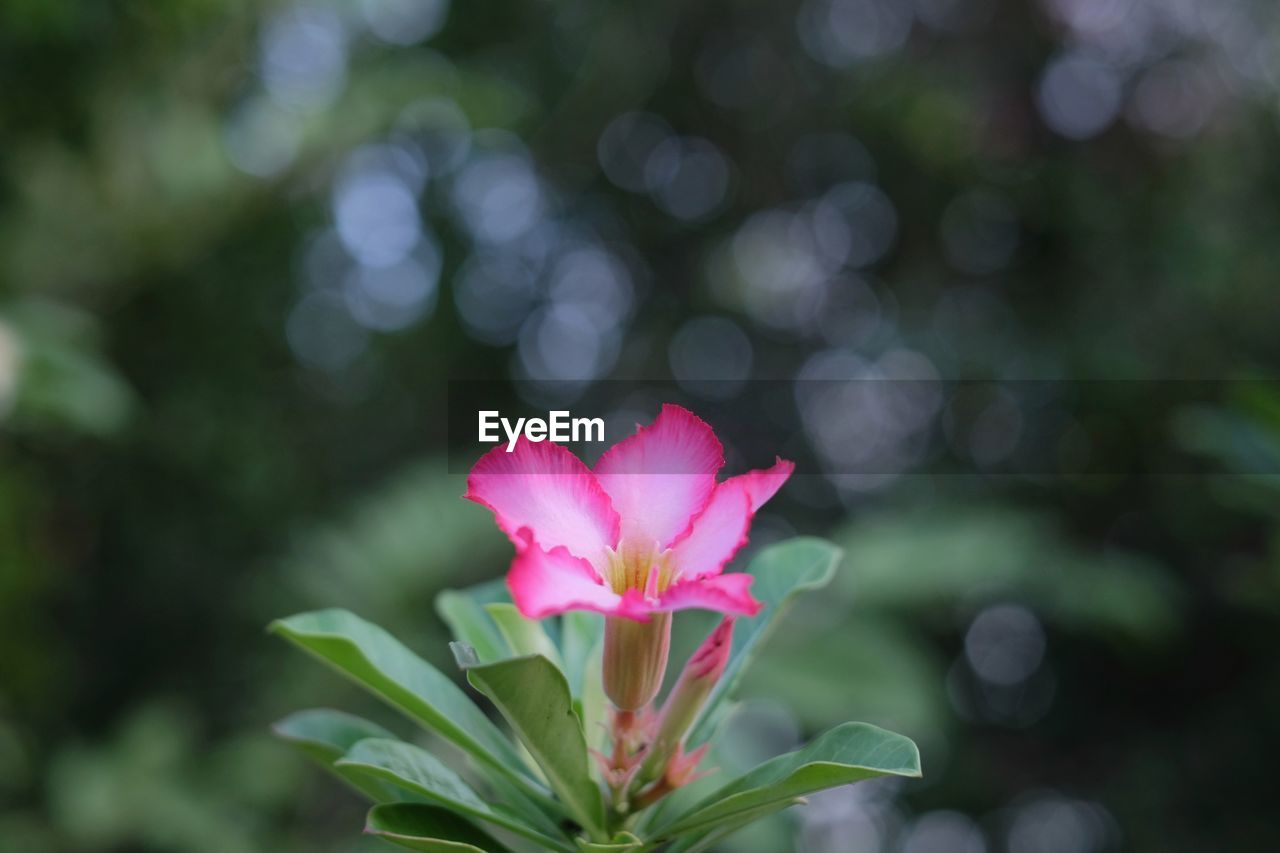 CLOSE-UP OF PINK FLOWERING PLANTS