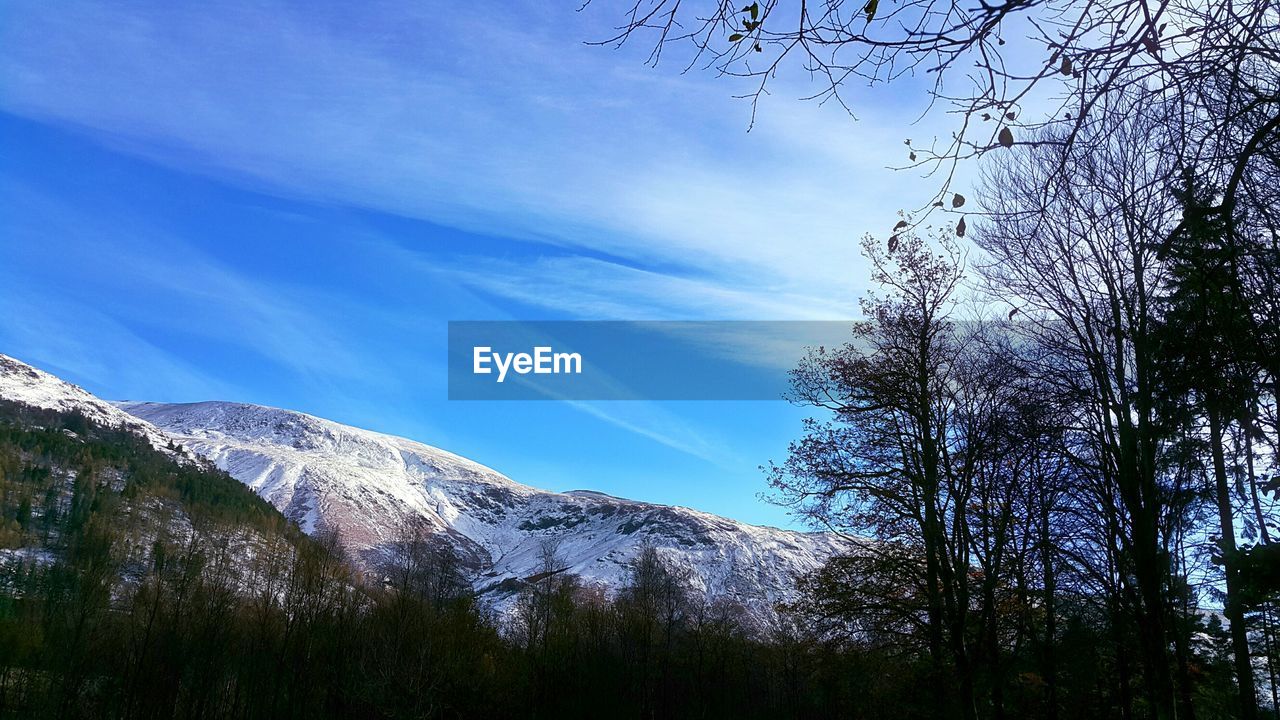 LOW ANGLE VIEW OF TREE AGAINST BLUE SKY