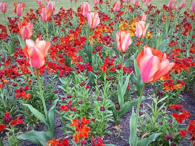 CLOSE-UP OF RED FLOWERS BLOOMING IN PARK