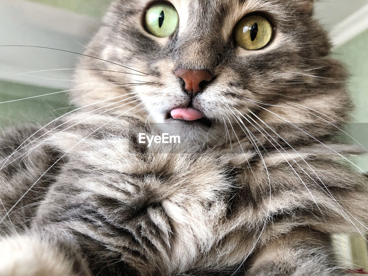 Close-up portrait of a funny tabby cat