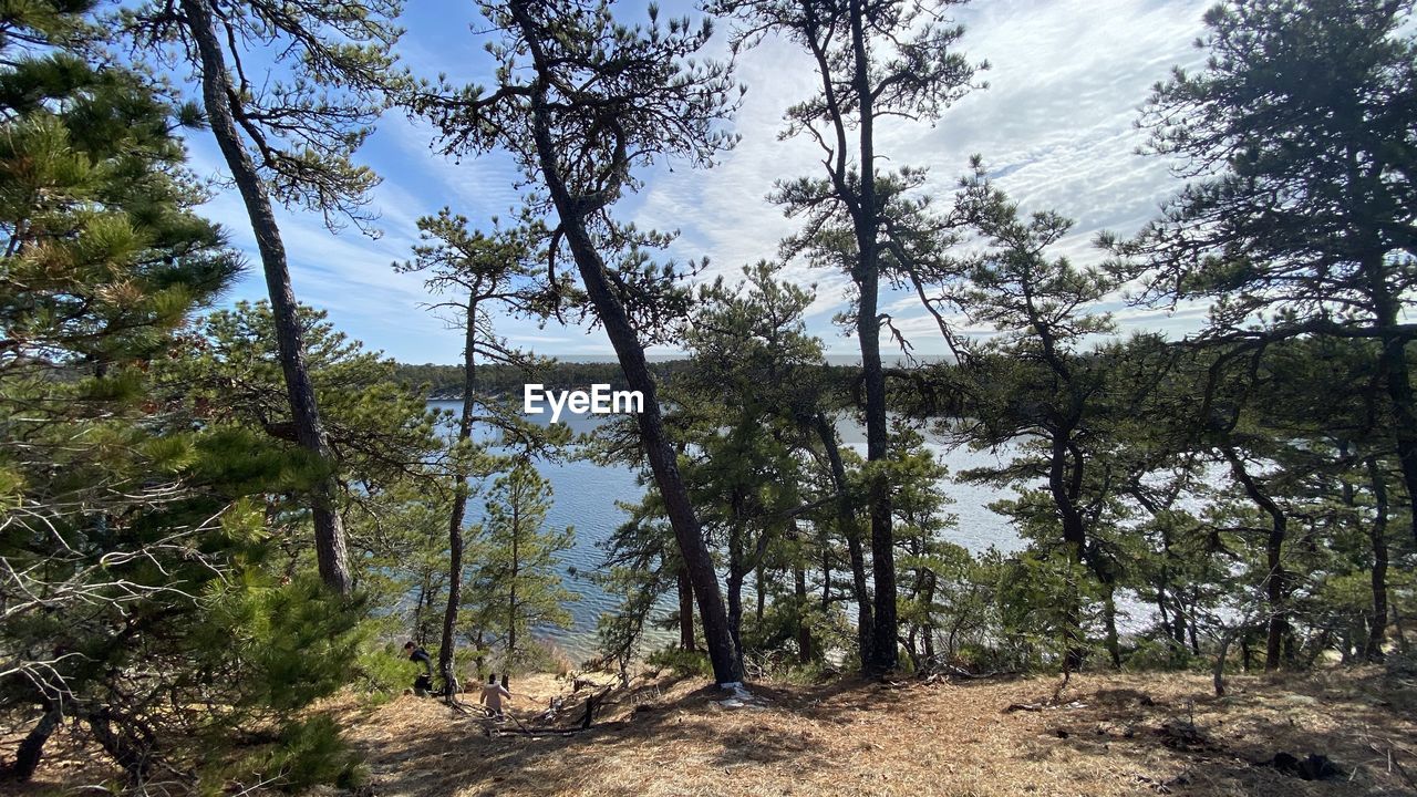 TREES GROWING IN FOREST