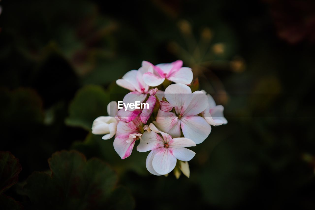 CLOSE-UP OF PINK FLOWERS