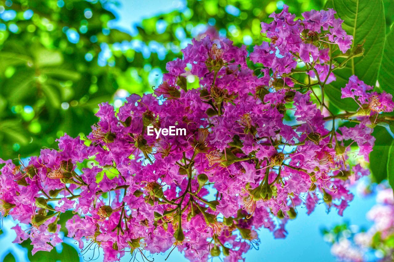 Close-up of pink flowers