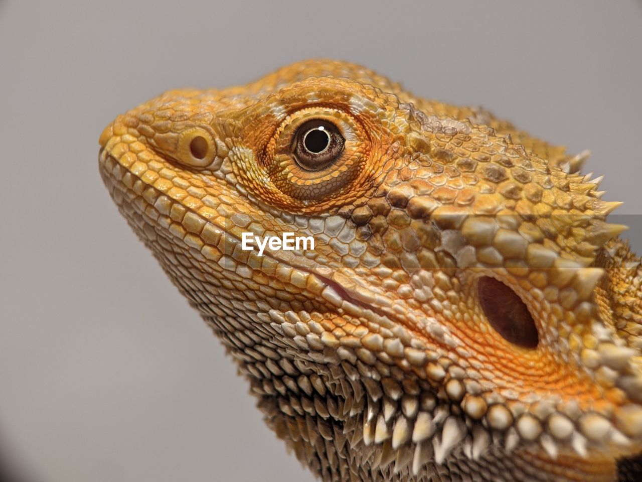 Closeup bearded dragons